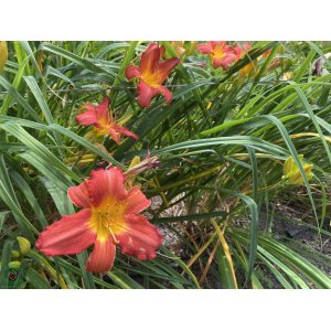 Ľaliovka (Hemerocallis) ´PINK DAMASK´ kont. C1.5L